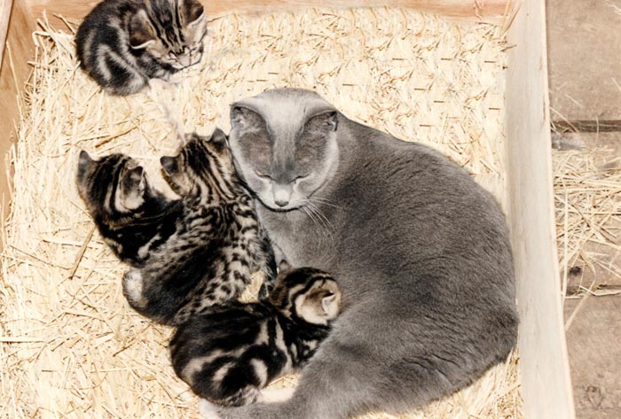 Bengal-Manx kittens at Old Spring Farm