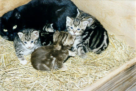 Bengal-Manx kittens at Old Spring Farm