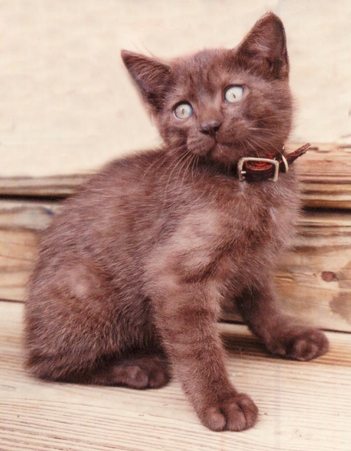 Bengal-Manx kittens at Old Spring Farm