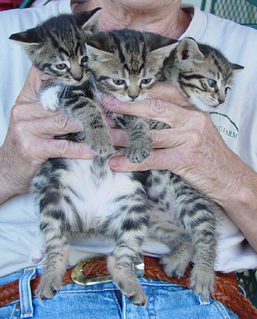 Bengal-Manx kittens at Old Spring Farm