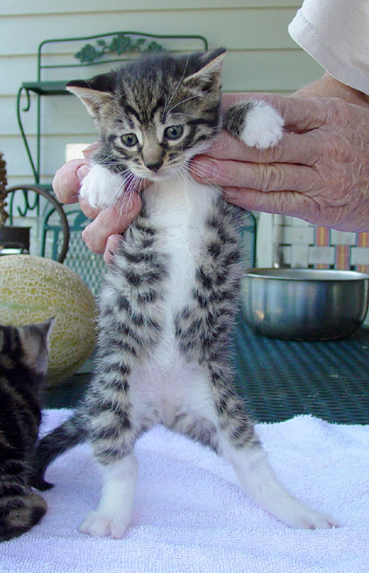 Bengal-Manx kittens at Old Spring Farm