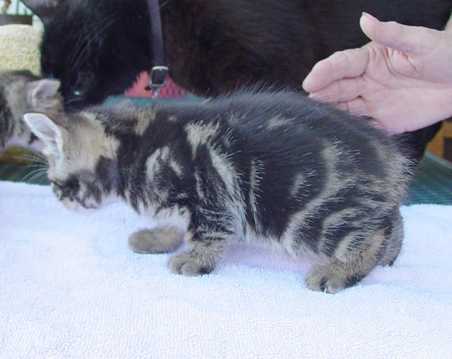 Bengal-Manx kittens at Old Spring Farm