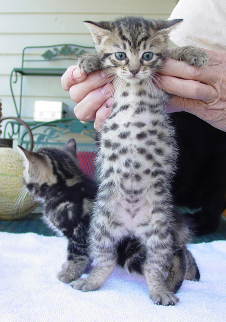 Bengal-Manx kittens at Old Spring Farm