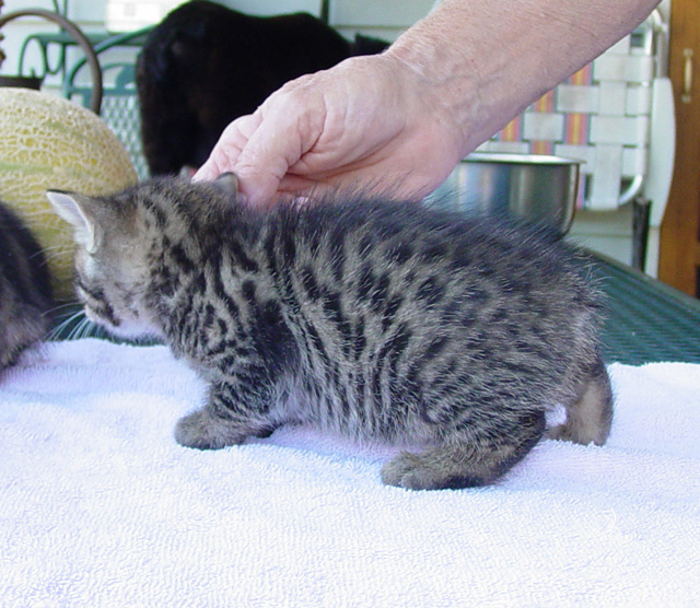 Bengal-Manx kittens at Old Spring Farm