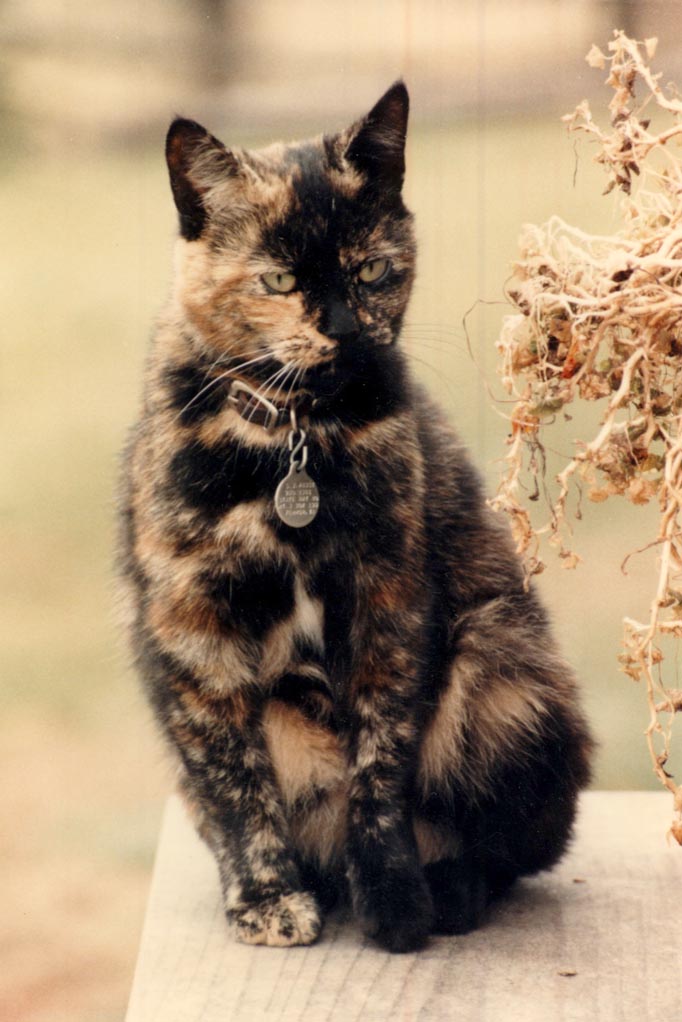 Bengal-Manx kittens at Old Spring Farm