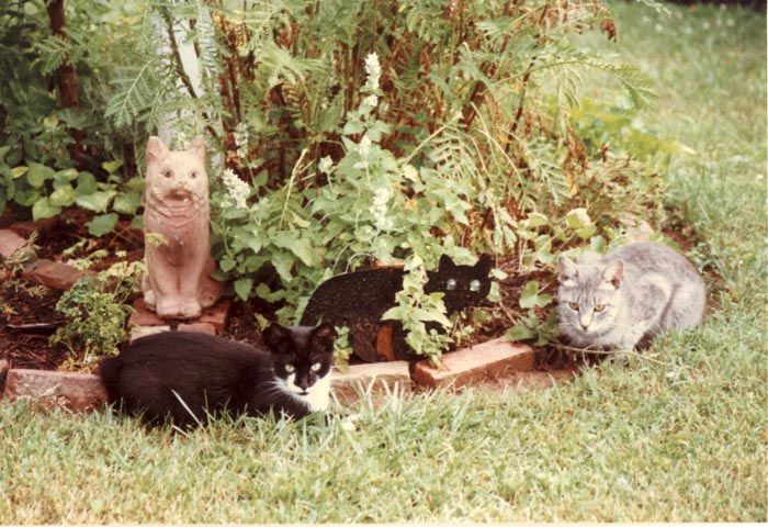 Bengal-Manx kittens at Old Spring Farm