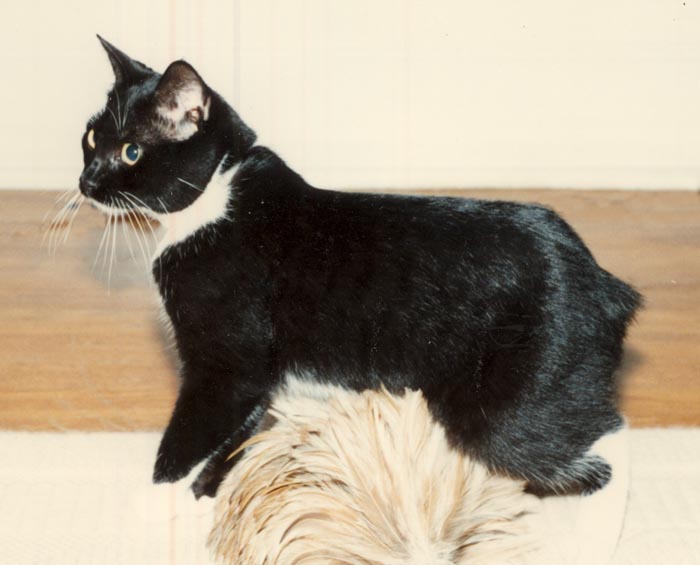 Bengal-Manx kittens at Old Spring Farm