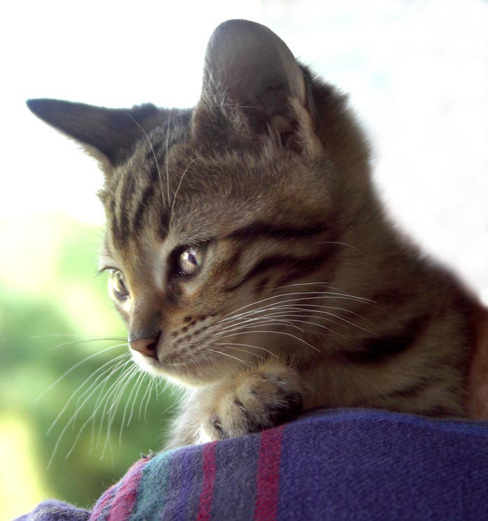 Bengal-Manx kittens at Old Spring Farm