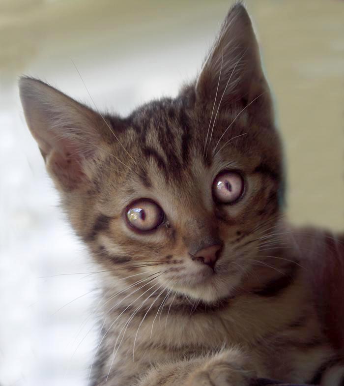 Bengal-Manx kittens at Old Spring Farm