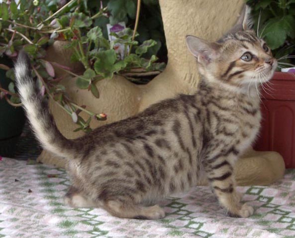 Bengal-Manx kittens at Old Spring Farm