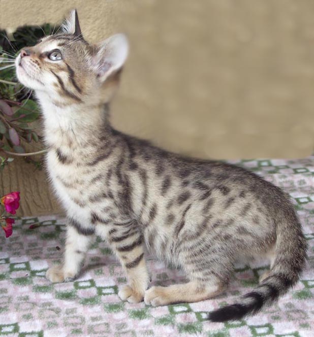 Bengal-Manx kittens at Old Spring Farm