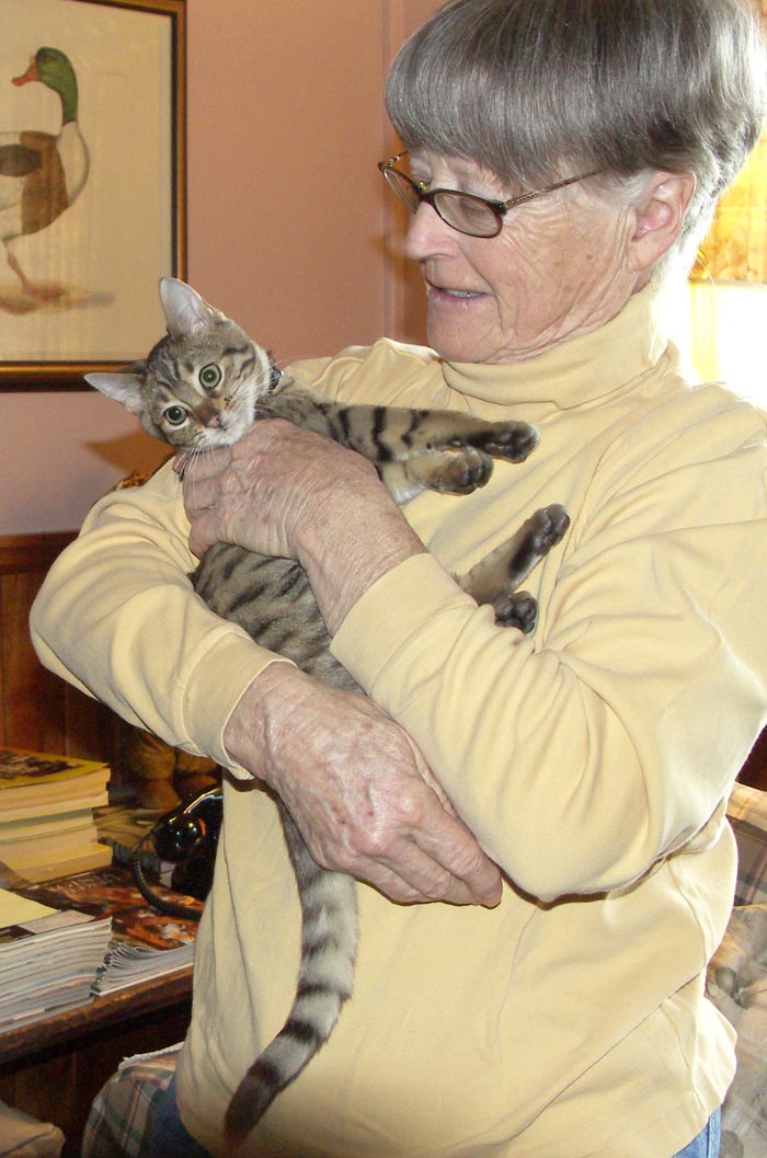 Bengal-Manx kittens at Old Spring Farm