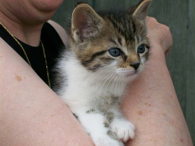 Bengal-Manx kittens at Old Spring Farm
