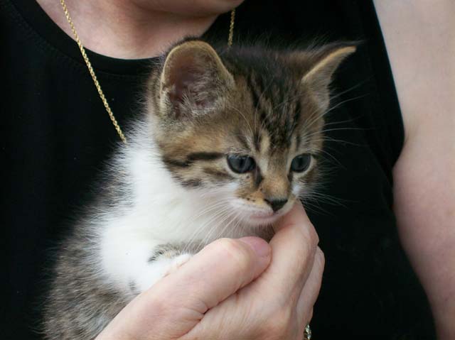 Bengal-Manx kittens at Old Spring Farm