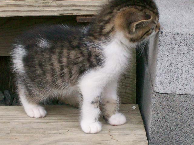 Bengal-Manx kittens at Old Spring Farm
