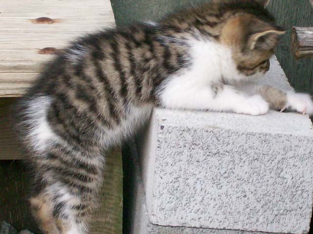 Bengal-Manx kittens at Old Spring Farm