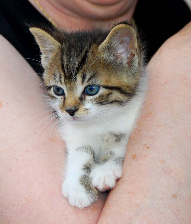 Bengal-Manx kittens at Old Spring Farm