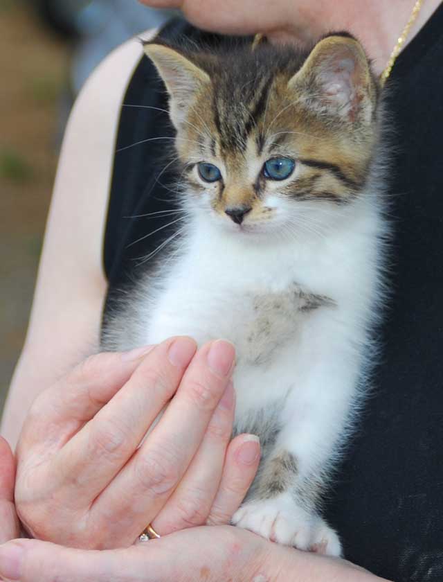 Bengal-Manx kittens at Old Spring Farm