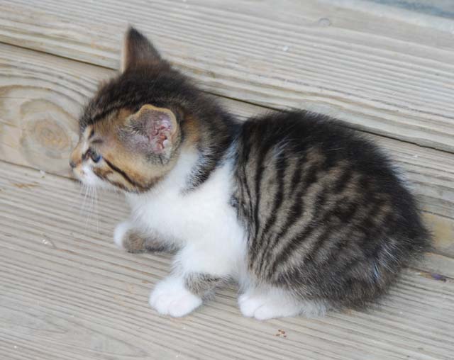 Bengal-Manx kittens at Old Spring Farm
