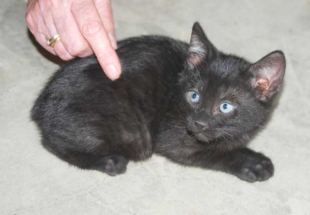Bengal-Manx kittens at Old Spring Farm