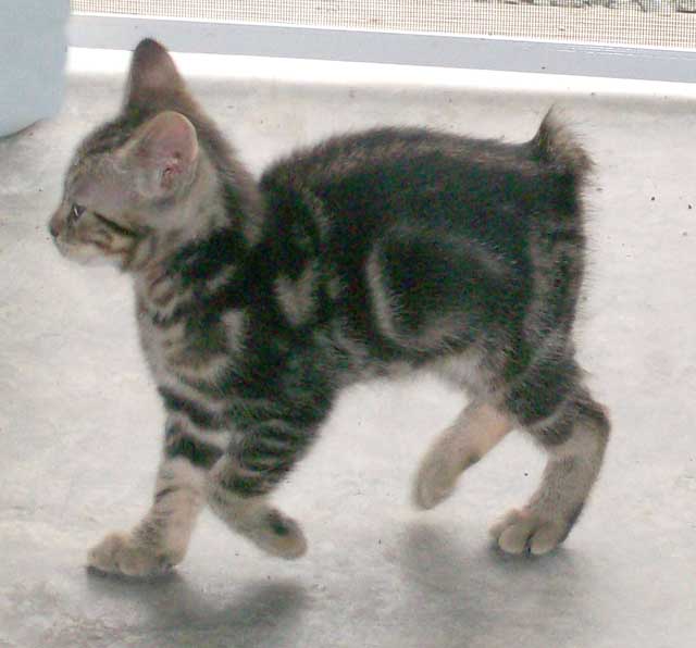 Bengal-Manx kittens at Old Spring Farm
