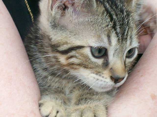 Bengal-Manx kittens at Old Spring Farm