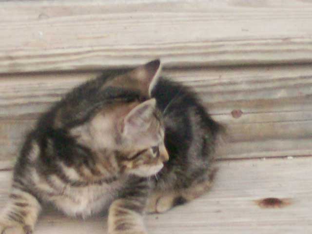 Bengal-Manx kittens at Old Spring Farm