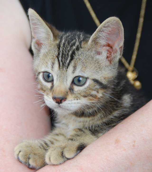 Bengal-Manx kittens at Old Spring Farm