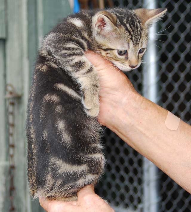 Bengal-Manx kittens at Old Spring Farm