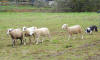 Old Spring Farm photo tour