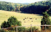Old Spring Farm photo tour