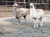 Old Spring Farm photo tour